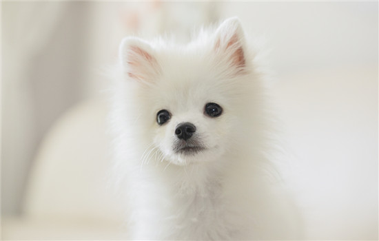 不养博美犬的16个理由-1