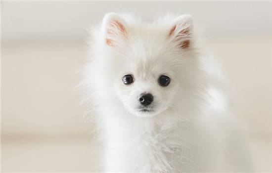 不养博美犬的16个理由-2
