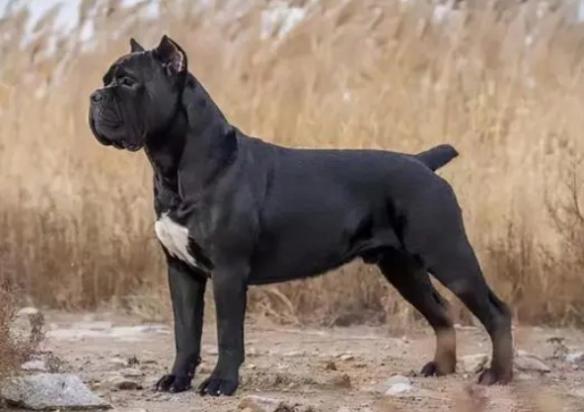卡斯罗幼犬多少钱一只-图1