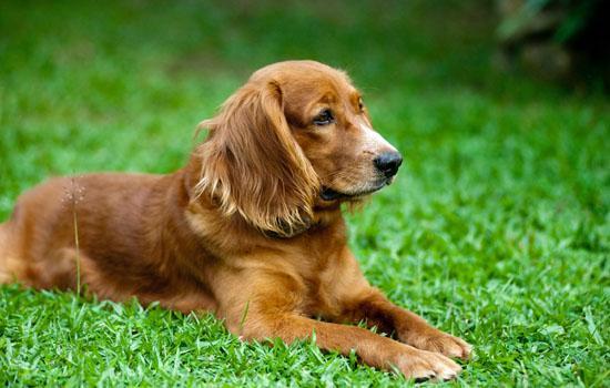 高加索犬的优缺点-图1
