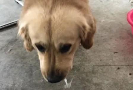 狗狗吐白色泡沫粘液怎么治疗