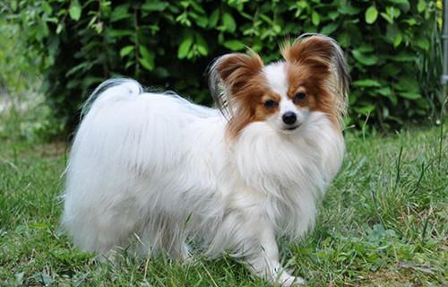 边牧与蝴蝶犬的区别-图1