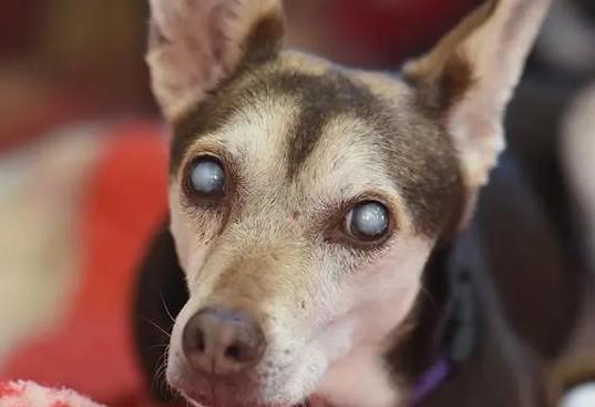 老年犬得了白内障怎么办-图1