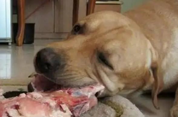 狗吃猪肉会怎么样啊-图1