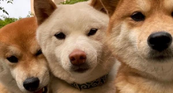 柴犬起源于中国还是日本-图1