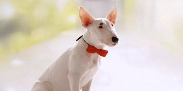 牛头梗犬的介绍