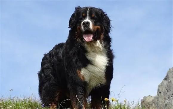比较适合家养的大型犬-图1