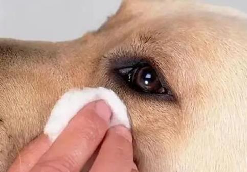 狗狗泪痕怎么消除啊