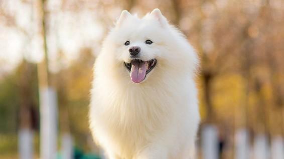 狗狗弓背是不是得了弓形虫