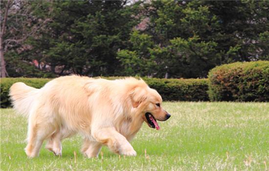 舒柏奇犬的优点和缺点-图1