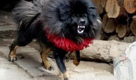 鬼獒真的存在吗-图1