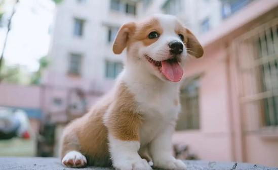 狗狗为什么会异常兴奋激动