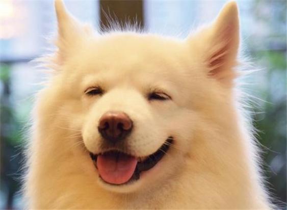 好看短毛大型犬有哪些-图1
