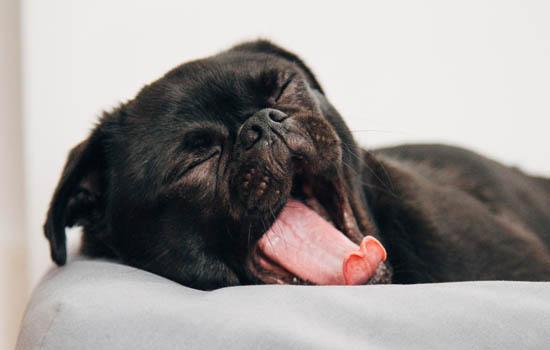 牧羊犬智商相当于几岁-图1