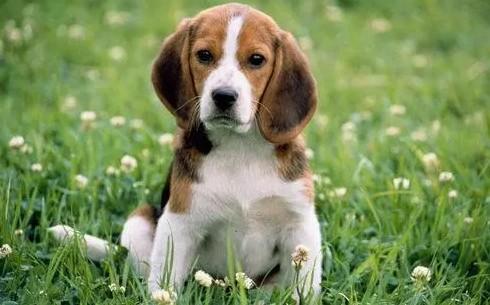 狂犬病后期抽搐居然活了能打疫苗吗-图1