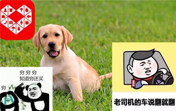 有没有拼多多买狗成功的-图1