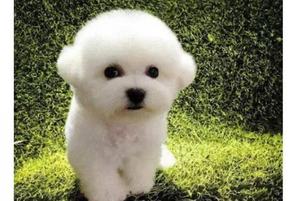 比熊犬适合老年人养吗及优缺点分析-1
