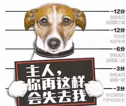 国家为什么不打击爱狗人士-图1