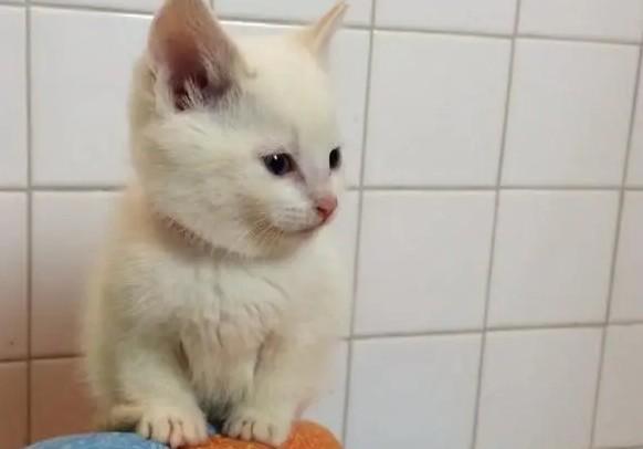 小猫可以和人做吗-图1