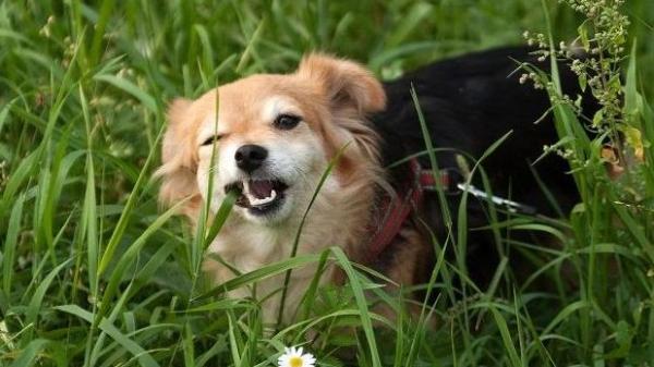 为什么狗狗吃尾巴草