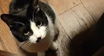 几把猫几把脸的猫高清原图-图1