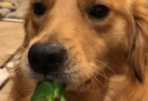 狗狗可不可以吃菠菜
