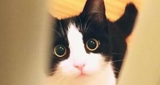几把猫表情包原图-图1