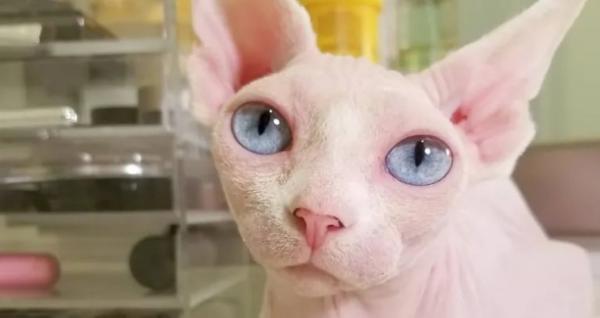 十大最丑的猫图片-图1