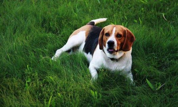 米格鲁猎兔犬如何训-图1