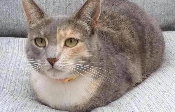 猫母鸡蹲和正常蹲-图1