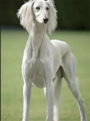 毛最短的大型犬-图1