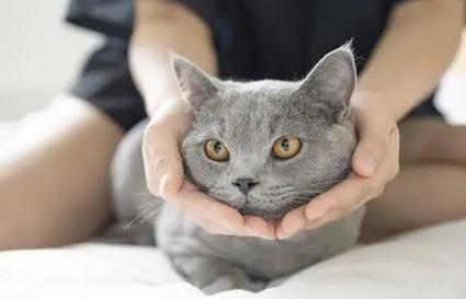 猫性特质的女人-图1