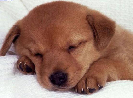 土狗幼犬的挑选方法-图1