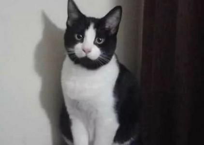 吊面猫很关心你-图1