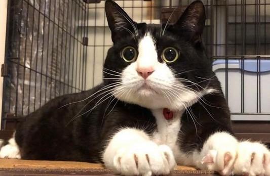 吊面猫很担心你表情包-图1