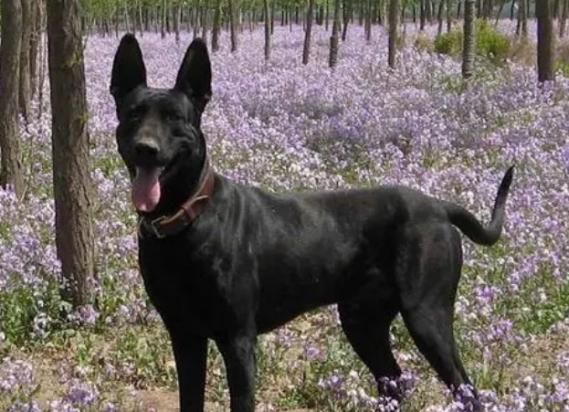 黑狼犬多少钱一只幼犬-图1