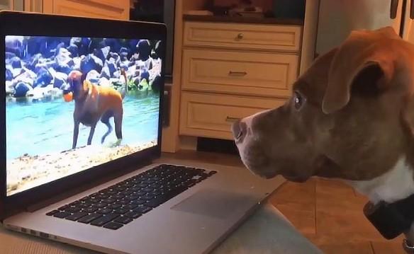 狗狗为什么不会看视频？-图1