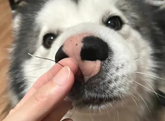 三根须的狗狗好吗-图1