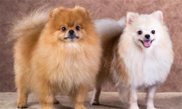 观赏犬和宠物犬的区别-图1