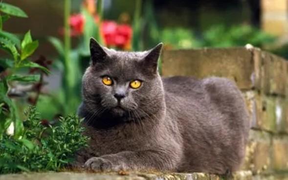卡尔特猫头像