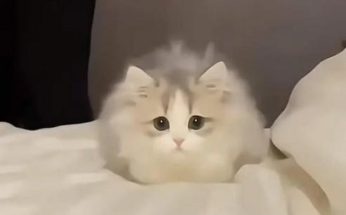 女人哭着指着猫-图1
