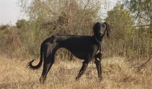 中国细犬和灵绿的区别-图1