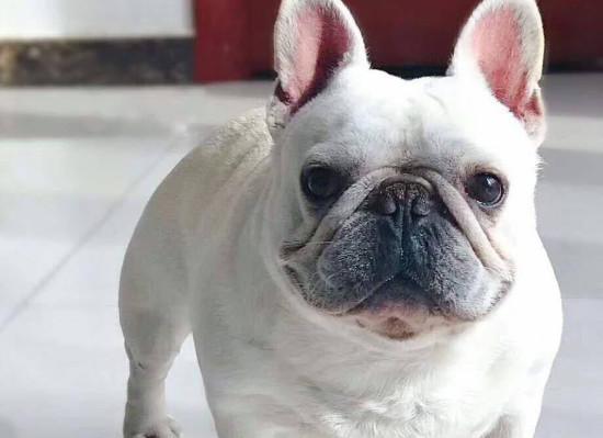 法国斗牛犬有攻击性吗-图1