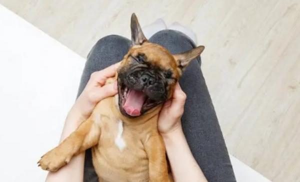 狗狗为什么只黏我