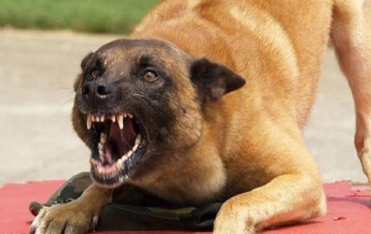 狗会无缘无故得狂犬病吗-图1