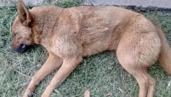 狗死后的七天主人要注意什么
