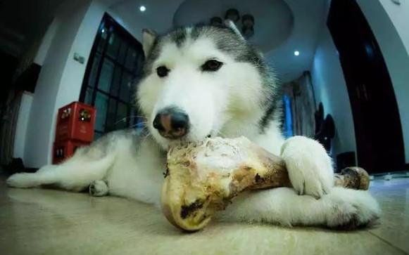 为什么狗狗叼骨头回家