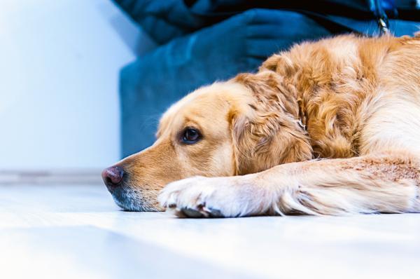 金毛犬会忘记旧主人吗