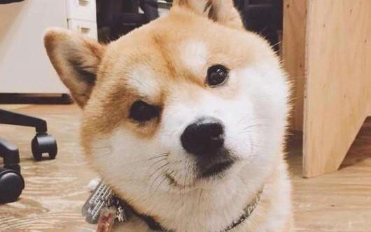 小柴犬几个月可以洗澡-图1