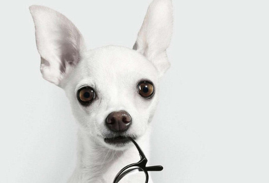 吉娃娃几个月算成犬-图1